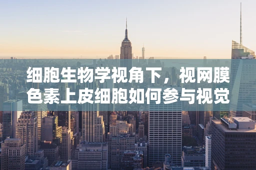 细胞生物学视角下，视网膜色素上皮细胞如何参与视觉形成？