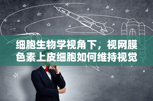 细胞生物学视角下，视网膜色素上皮细胞如何维持视觉功能？